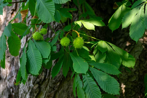 Ramas Aesculus Hippocastanum Con Hojas Frutos Espinosos Maduros Llamados Castañas — Foto de Stock