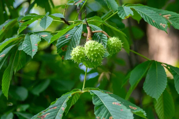 Branches Aesculus Hippocastanum Leaves Ripening Spiny Fruits Called Horse Chestnuts — Stock Photo, Image