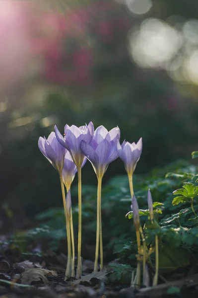 Crocus speciosus autumn blue purple flowering plant with orange yellow center, Biebersteins crocus flowers in bloom, autumn species growing in barkdust — Stock Image Crocus Speciosus Autumn Blue Purple Flowering Plant Orange Yellow Center Royalty Free Stock Images