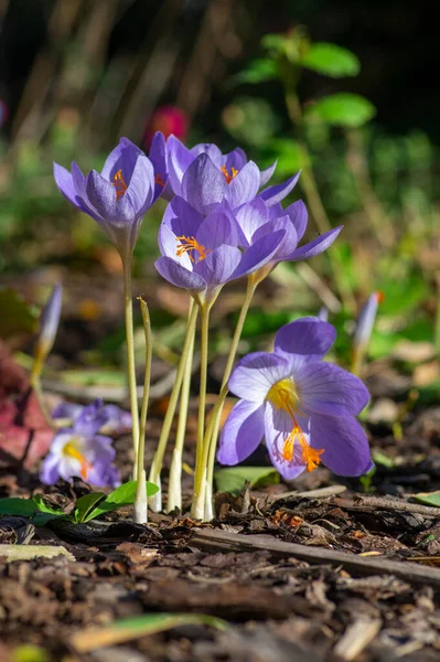 Crocus speciosus autumn blue purple flowering plant with orange yellow center, Biebersteins crocus flowers in bloom, autumn species growing in barkdust — Stock Image Crocus Speciosus Autumn Blue Purple Flowering Plant Orange Yellow Center Stock Image