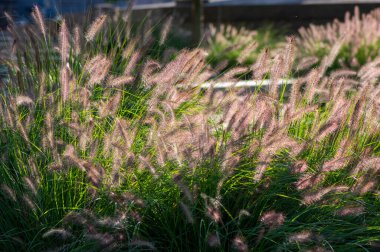 Pennisetum alopecuroides 'in parkta büyüyen tilki kuyruğu otları, güzel sonbahar süslemeleri, fıskiyeler, doğa