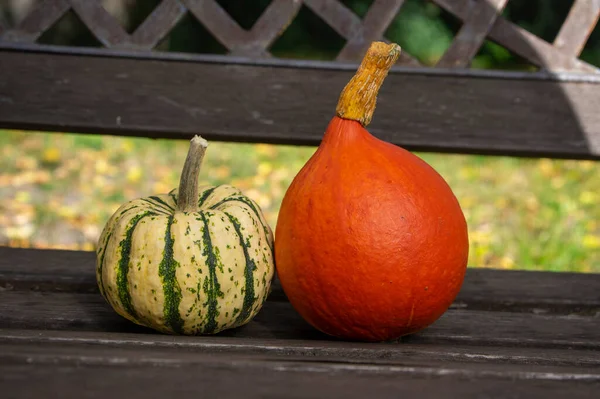 Calabazas Dulce Dumpling Hokaido Hermosas Calabazas Banco Madera Tiempo Cosecha — Foto de Stock