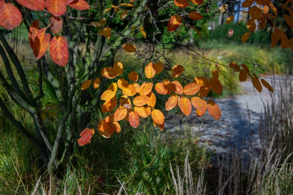 Amelanchier Lamarckii Schaduwrijke Herfststruik Takken Vol Mooie Rode Oranje Gele — Stockfoto