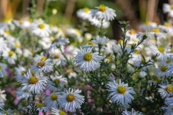 Aster Ericoides Fehér Hangszórók Virágzó Növények Gyönyörű Csokor Őszi Virágok — Stock Fotó