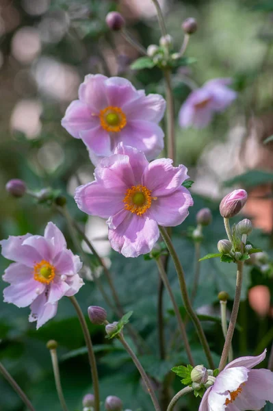 Anemone Hupehensis Japonica Piękna Roślina Kwitnąca Kwiaty Jasnoróżowymi Płatkami Żółtym — Zdjęcie stockowe