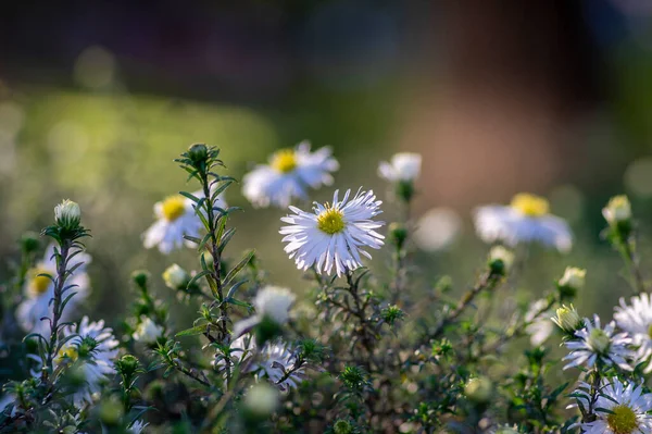 Aster Ericoides White Heath Asters Plantas Floridas Belo Bando Flores — Fotografia de Stock