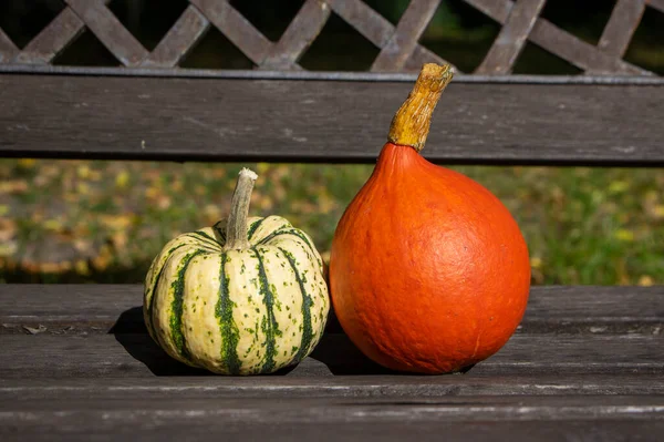 Calabazas Dulce Dumpling Hokaido Hermosas Calabazas Banco Madera Tiempo Cosecha — Foto de Stock