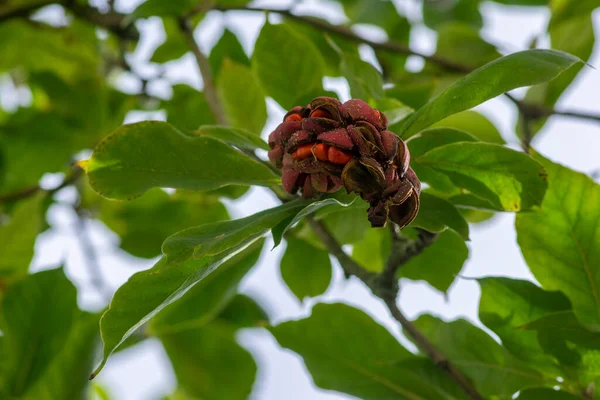 Magnolia Soulangeana Magia Pomarańczowy Różowy Jesienny Kapsułka Nasionami Gałęziach Zielone — Zdjęcie stockowe