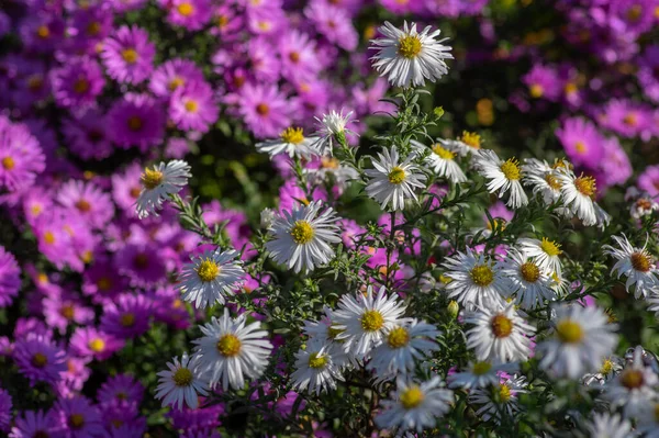 Aster Ericoides Fehér Hangszórók Virágzó Növények Gyönyörű Csokor Őszi Virágok — Stock Fotó