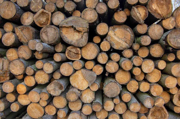 Cutting Trees Bark Beetle Calamity Conifer Tree Logs Pile Woodland — Stock Photo, Image
