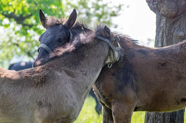 Donkere Oude Kladruby Paarden Weiland Met Bomen Jong Veulen Met — Stockfoto