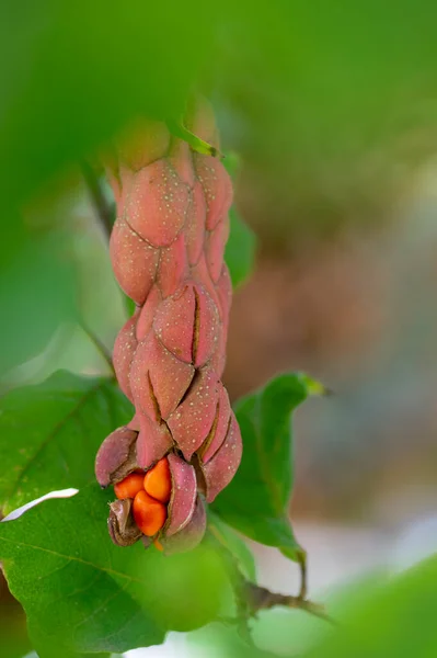 Magnolia Soulangeana Magic Orange Pink Autumnal Capsule Seeds Branches Green — Stock Photo, Image