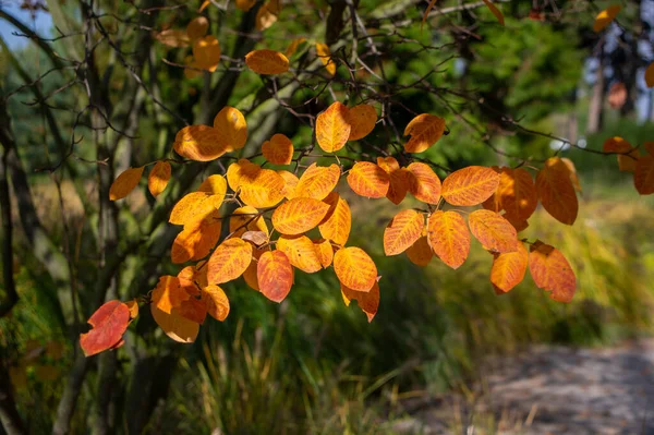 Amelanchier Lamarckii Schaduwrijke Herfststruik Takken Vol Mooie Rode Oranje Gele — Stockfoto