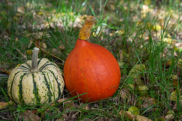 Tökök Édes Gombóc Hokaido Gyönyörű Squashes Füvön Kertben Őszi Szüret — Stock Fotó