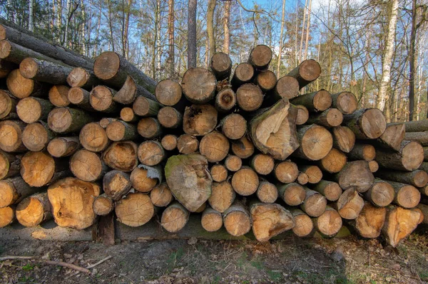 Corte Los Árboles Calamidad Del Escarabajo Corteza Troncos Coníferas Pila — Foto de Stock