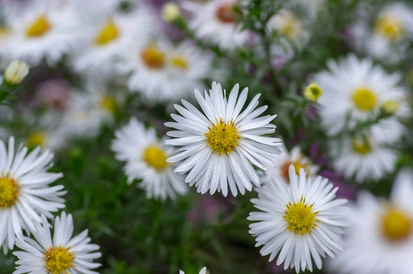 Aster Ericoides White Heath Asters Flowering Plants Beautiful Bunch Autumnal — Stock Photo, Image