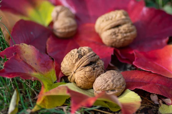 Walnuts in hard shells, pile of dry ripened fruits in the grass on colorful leaves, harvested food ingredient