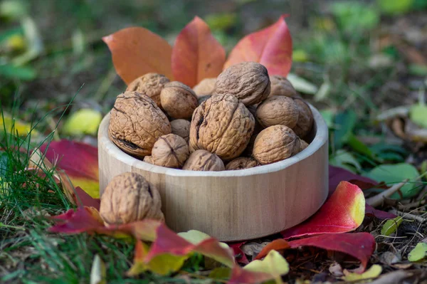 Walnuts in hard shells, pile of dry ripened fruits in the grass on colorful leaves in wooden bowl, harvested food ingredient