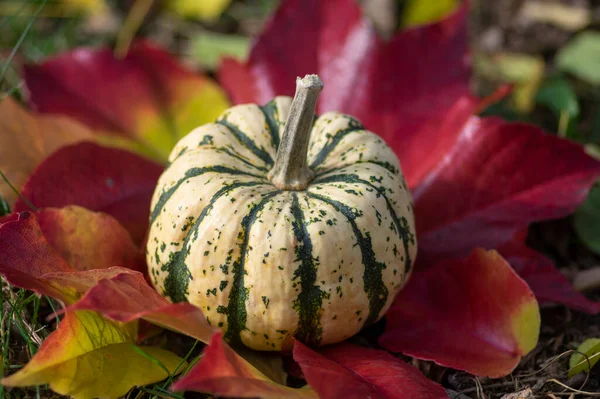Balkabağı Tatlısı Güzel Yeşil Krema Kabağı Açık Kırmızı Renkli Sonbahar — Stok fotoğraf