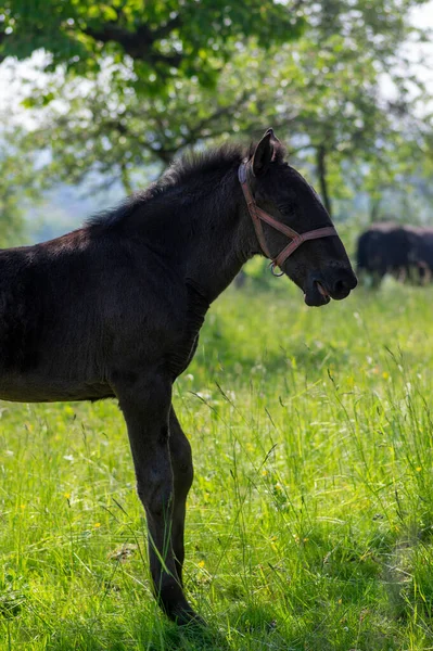 Buio Vecchi Cavalli Kladruby Pascolo Prato Con Alberi Giovane Puledro — Foto Stock