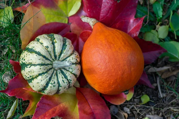 Pumpkins sweet dumpling and hokaido, beautiful squashes on bright red colorful autumnal leaves on the grass in the garden, fall harvest time