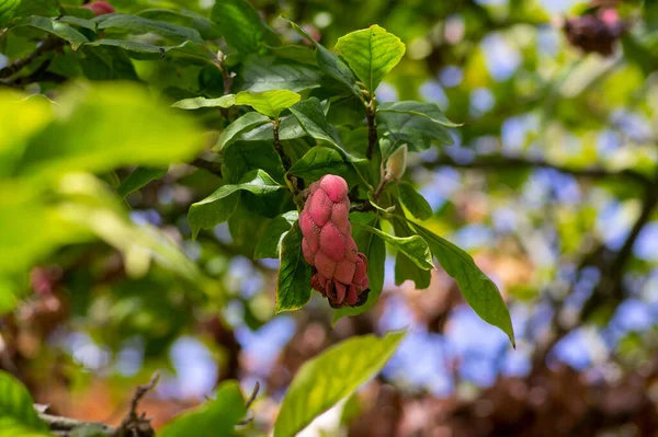 Magnolia Soulangeana Magia Pomarańczowy Różowy Jesienny Kapsułka Nasionami Gałęziach Zielone — Zdjęcie stockowe