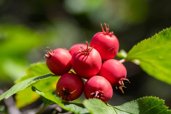 Crataegus Coccinea Zdravé Okrasné Jasně Červené Ovoce Krásné Větve Stromů — Stock fotografie