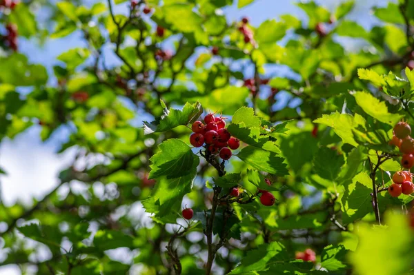 Crataegus Cocccinea Υγιή Και Διακοσμητικά Φωτεινά Κόκκινα Φρούτα Όμορφα Κλαδιά — Φωτογραφία Αρχείου