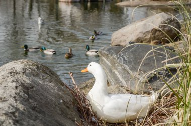 Beyaz ve yalnız ördek suda yüzen ördekler uzaktan isteyen.