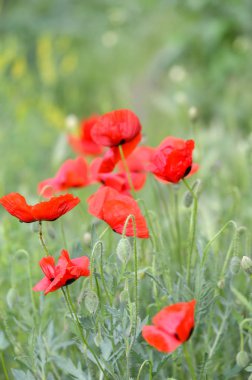 Rüzgarlı bir günde haşhaş çiçek alan