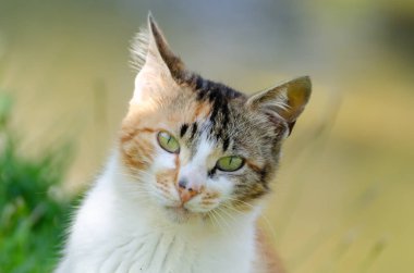 Sokak kedisi susuz ve o içecekler su Creek'ten.