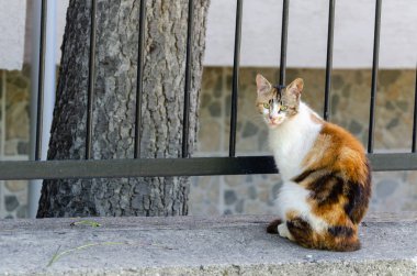 Sokak kedisi susuz ve o içecekler su Creek'ten.