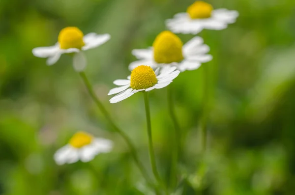 ヒナギク ヴィンテージ背景 Sunyday でデイジーの花のクローズ アップ — ストック写真