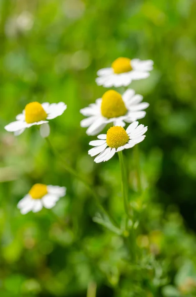 ヒナギク ヴィンテージ背景 Sunyday でデイジーの花のクローズ アップ — ストック写真