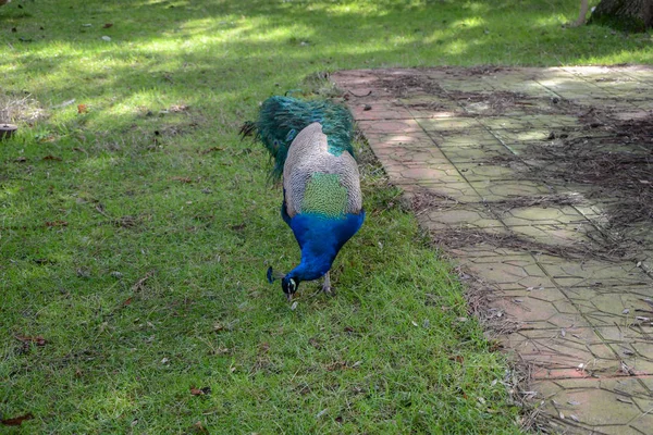 Stor Crested Fasan Infödda Till Asia Beautiful Påfågel Naturparken — Stockfoto