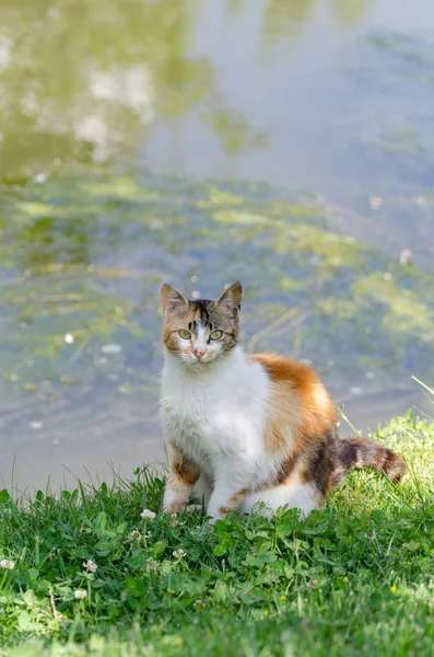 Chat Errant Regardant Caméra — Photo