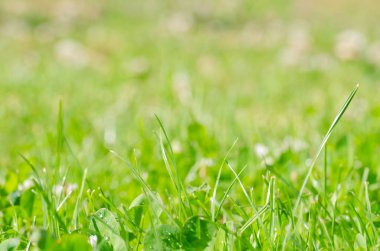 Arka plan sanat soyut bahar ya da yaz arka plan ile taze ot, waterdrops