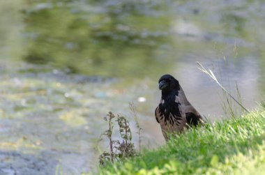 Bir leş kargası, Corvus corone yan görünüm,