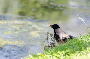 Bir leş kargası, Corvus corone yan görünüm. Bir karga av peşinde