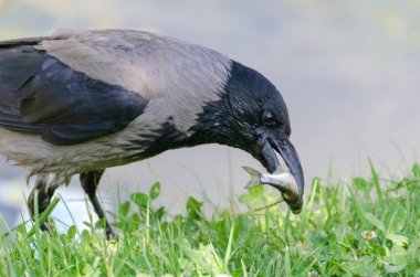 Karga balık avlıyor. Balık mücadele ondan kurtulmak için. Yaban hayatı