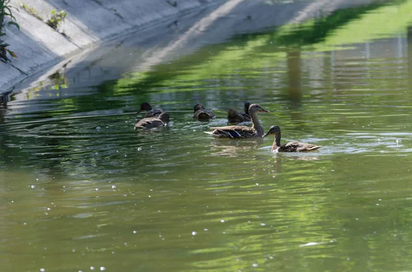 Patinhos Selvagens Estão Nadando Nos Junhos Eles São Wached Rio — Fotografia de Stock