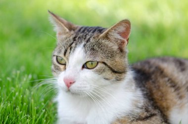 Evsiz kedi dikkatli bir şekilde park çevresinde görünüyor.