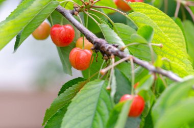 Olgunlaşmamış kiraz kiraz ağacı üzerinde.