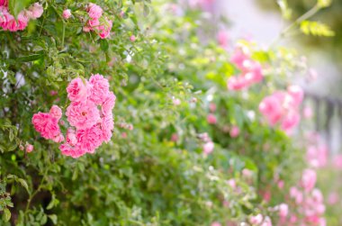 Bahçede ilkbaharda güzel pembe tırmanma gülleri. Seçici netlik.