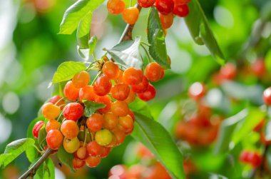 Bir dal yeşil yaprakları ile asılı Olgun ve olgunlaşmamış kiraz.