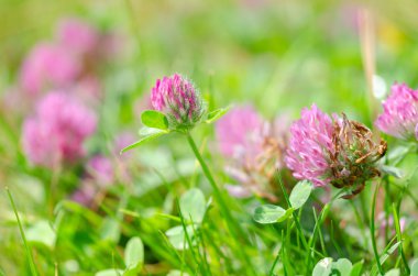 Bahar zaman çayır üzerinde yabani çiçek çiçeklenme