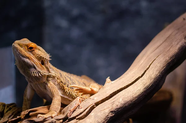 Cabeza Dragón Barbudo Dragón Barbudo Una Roca Con Enfoque Suave — Foto de Stock