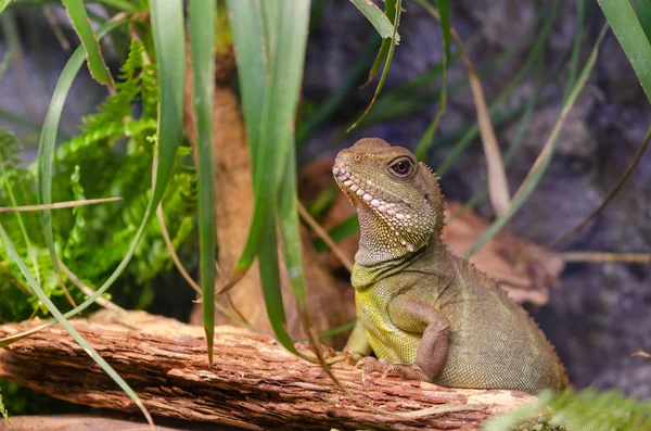 印度中华水龙 Physignathus Cocincinus 泰国的大蜥蜴 — 图库照片