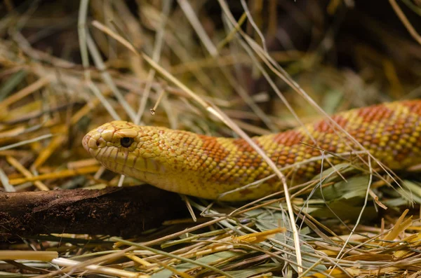 玉米蛇 Elophe Rufodorsata — 图库照片