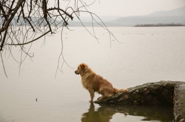 Köpek deniz yanındaki taş üzerinde oturuyor. Deniz arıyor.